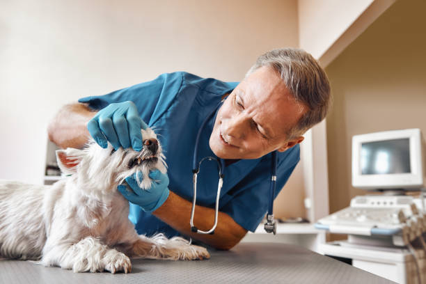 Best Walk-In Emergency Dental Services in , VA